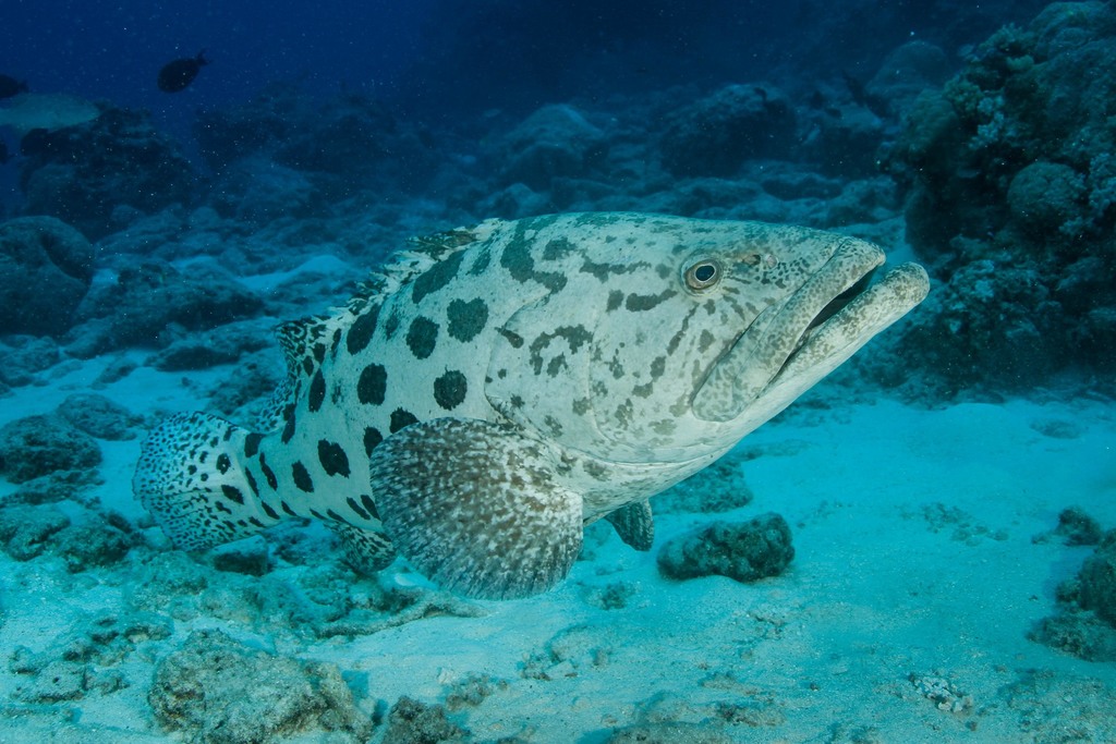 Potato Rockcod