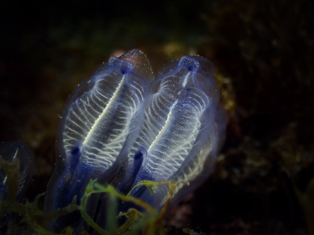 Bluestriped light bulb tunicate