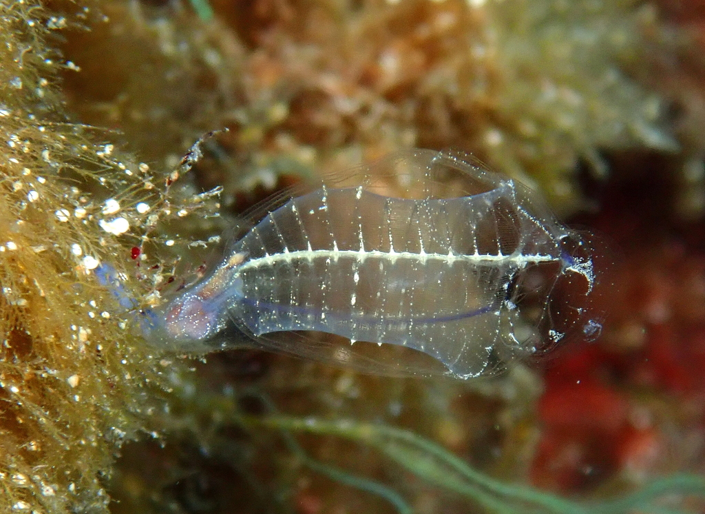 Claveline bleutée de Méditerranée
