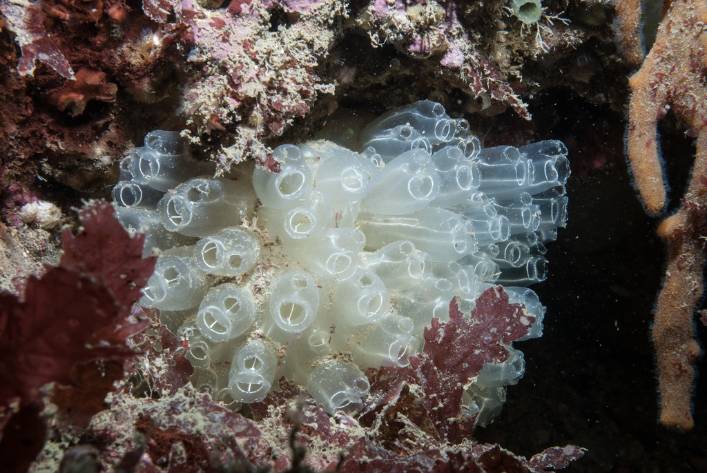 Football sea-squirt