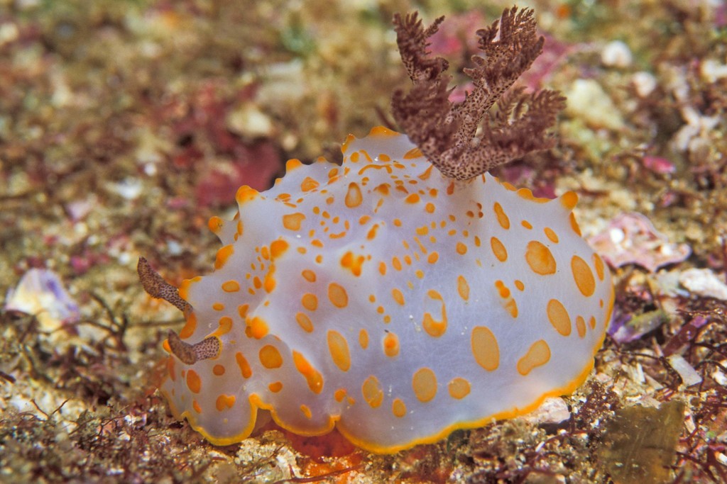 Gold-spotted Nudibranch