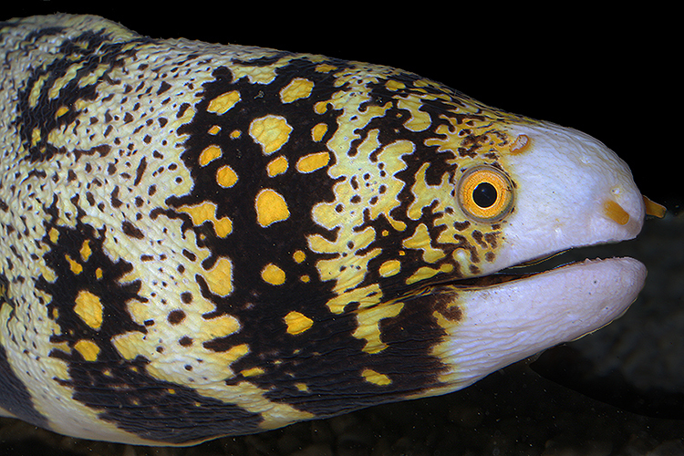 Snowflake Moray