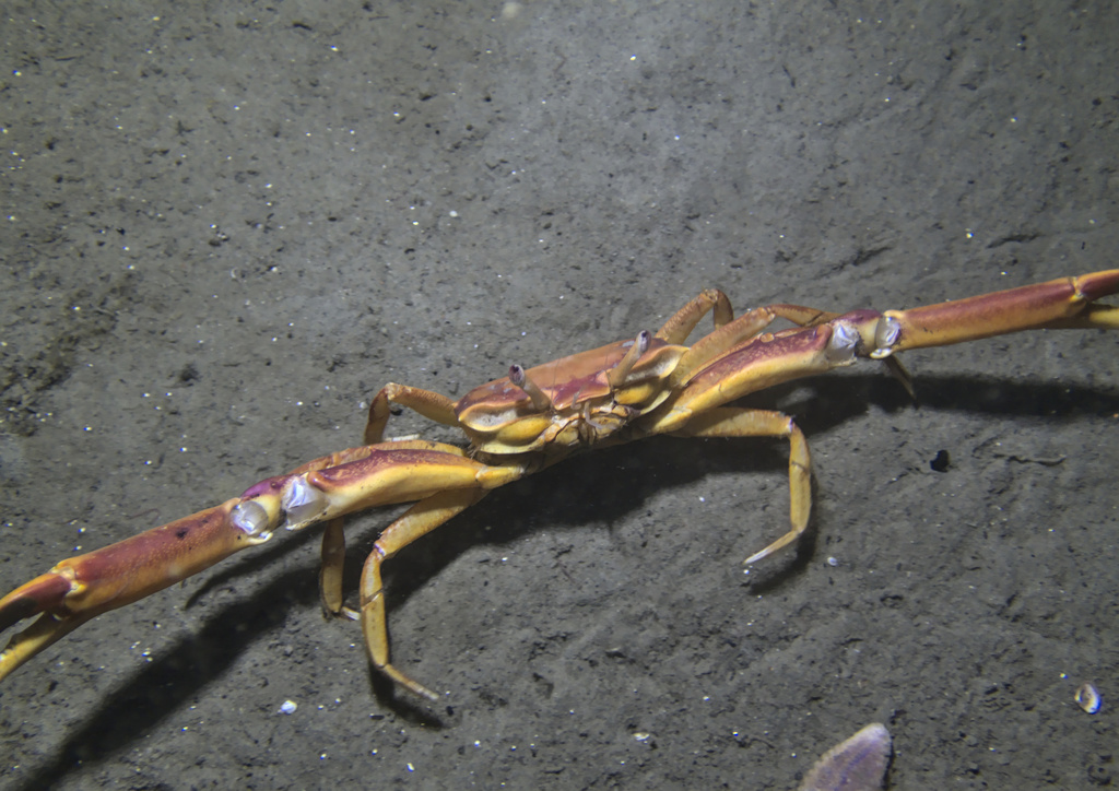 Angular Crab