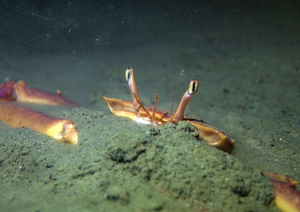 Angular Crab