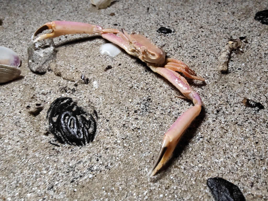 Angular Crab
