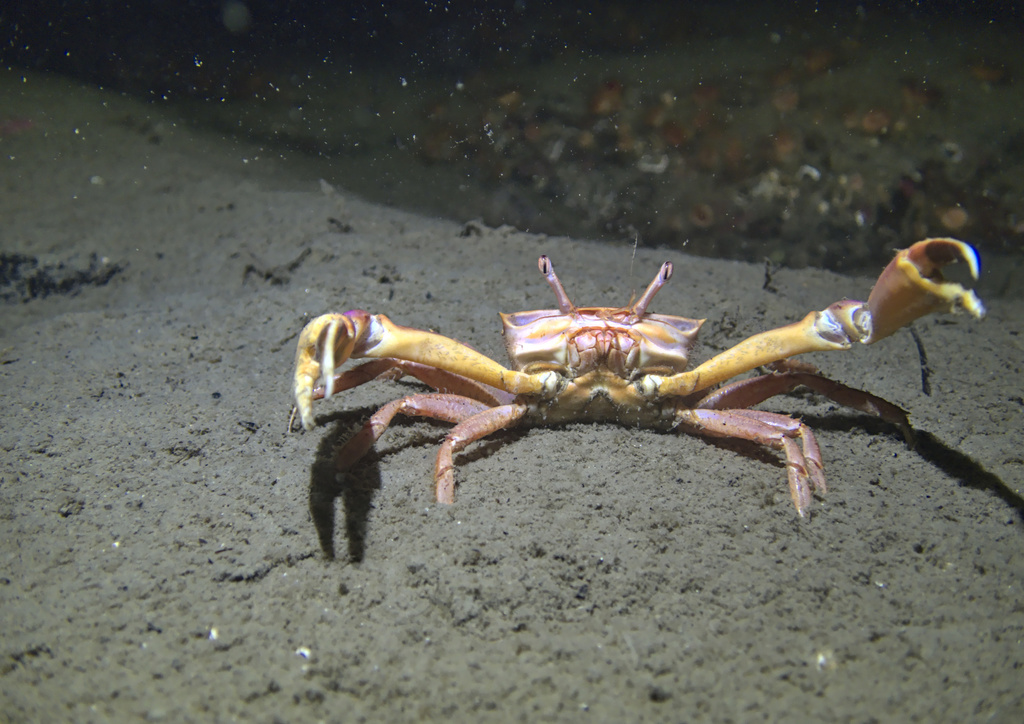Angular Crab