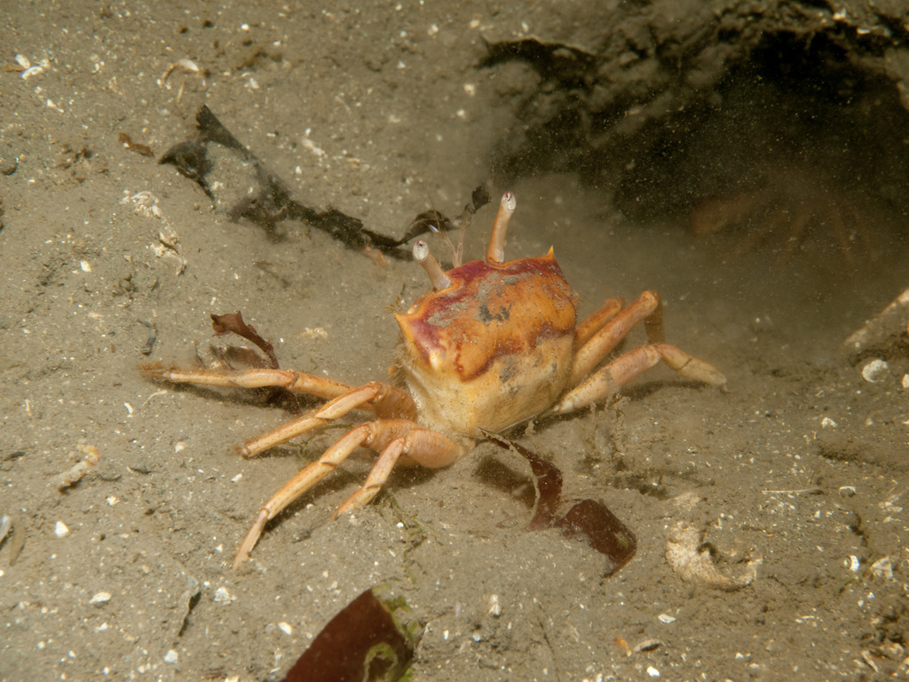 Angular Crab