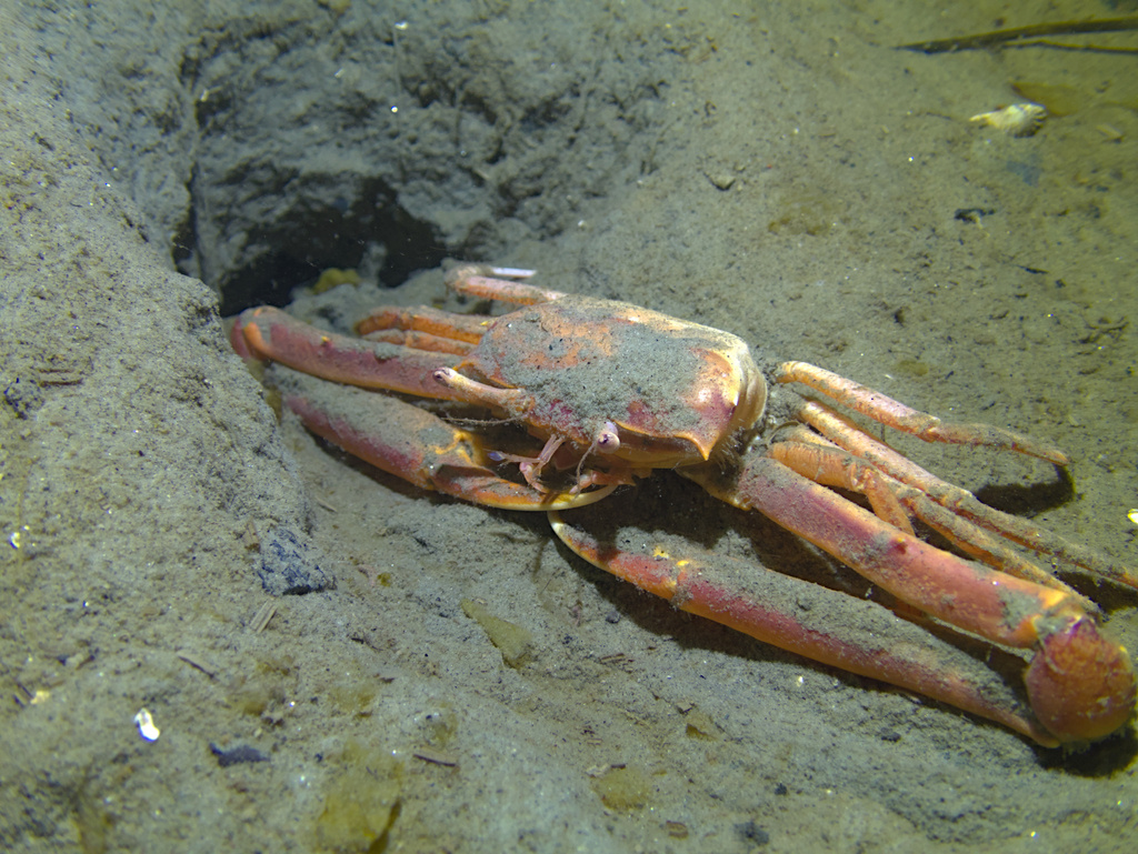 Angular Crab