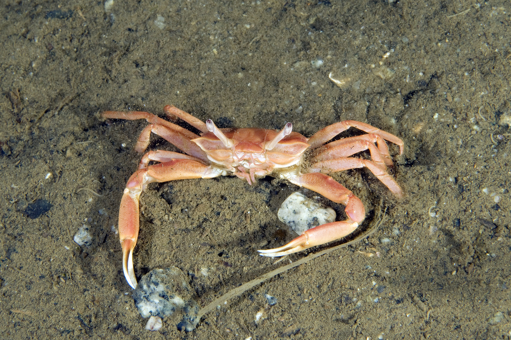 Angular Crab