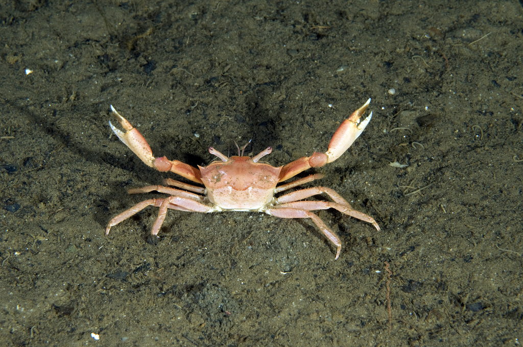 Angular Crab