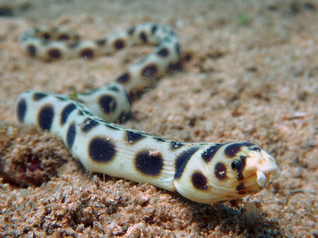 Serpentine à pois