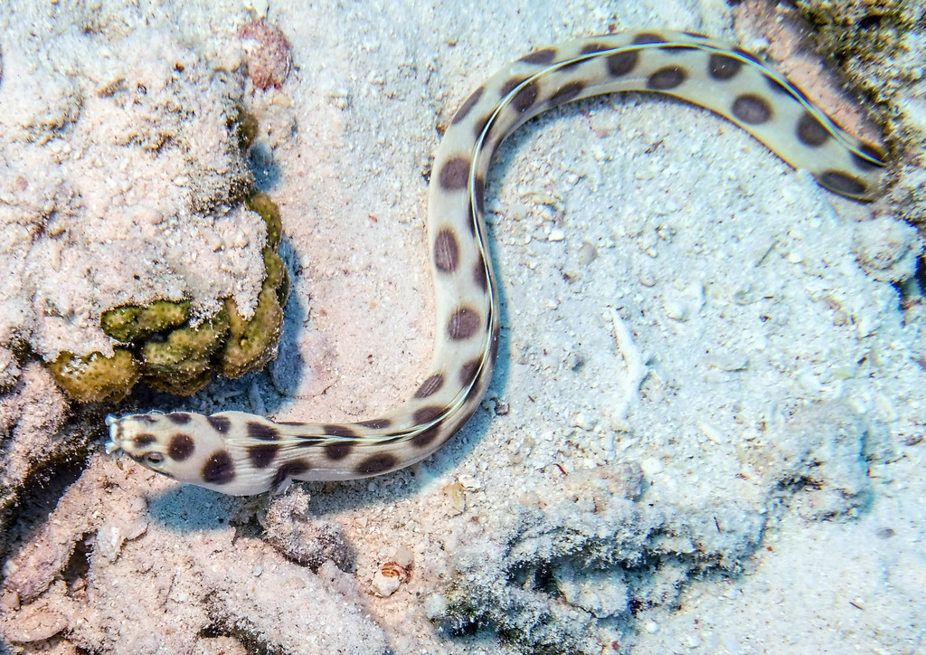 Serpentine à pois