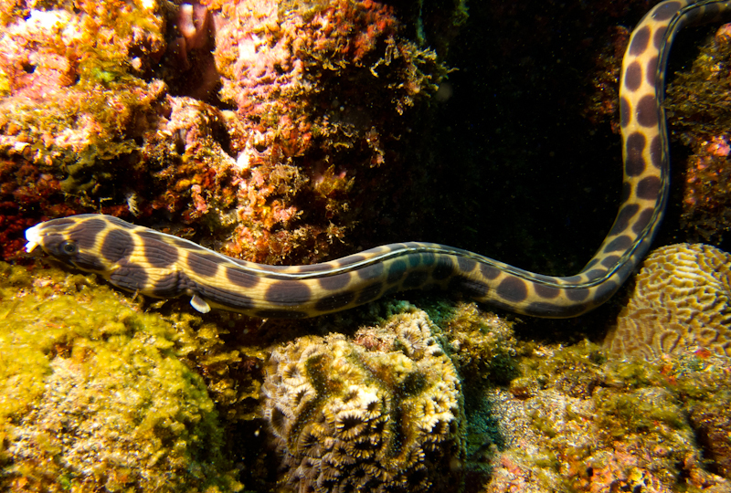 Serpentine à pois