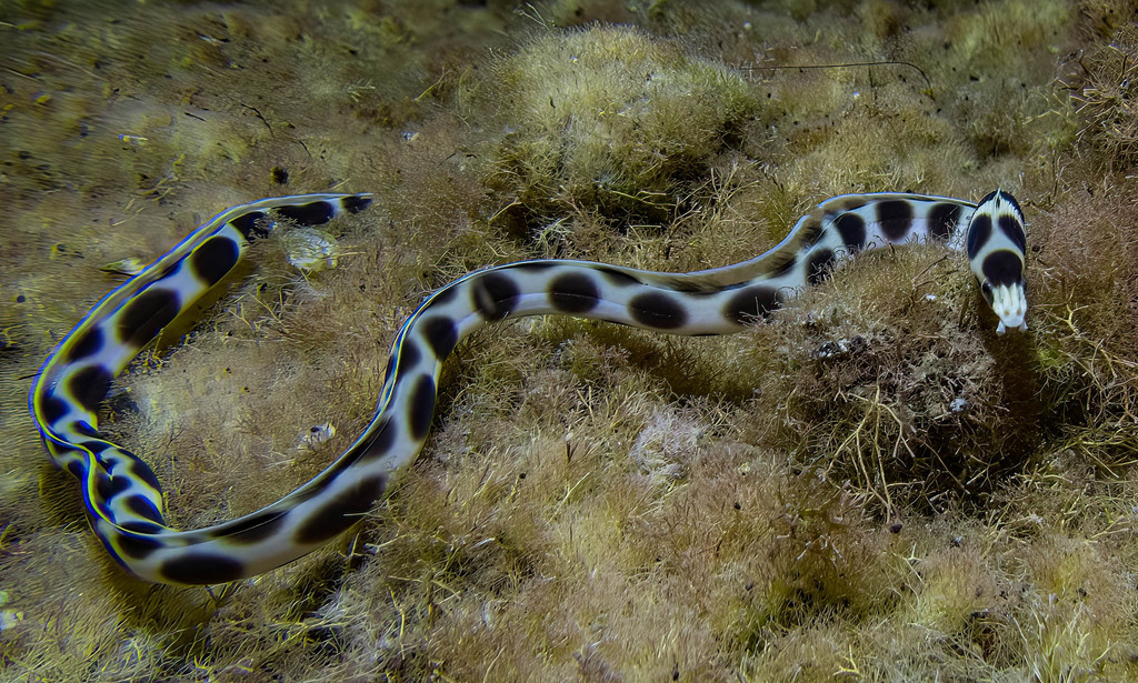 Serpentine à pois