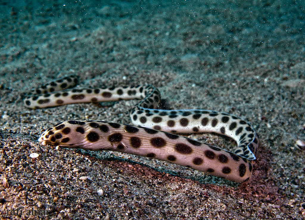 Serpentine à pois