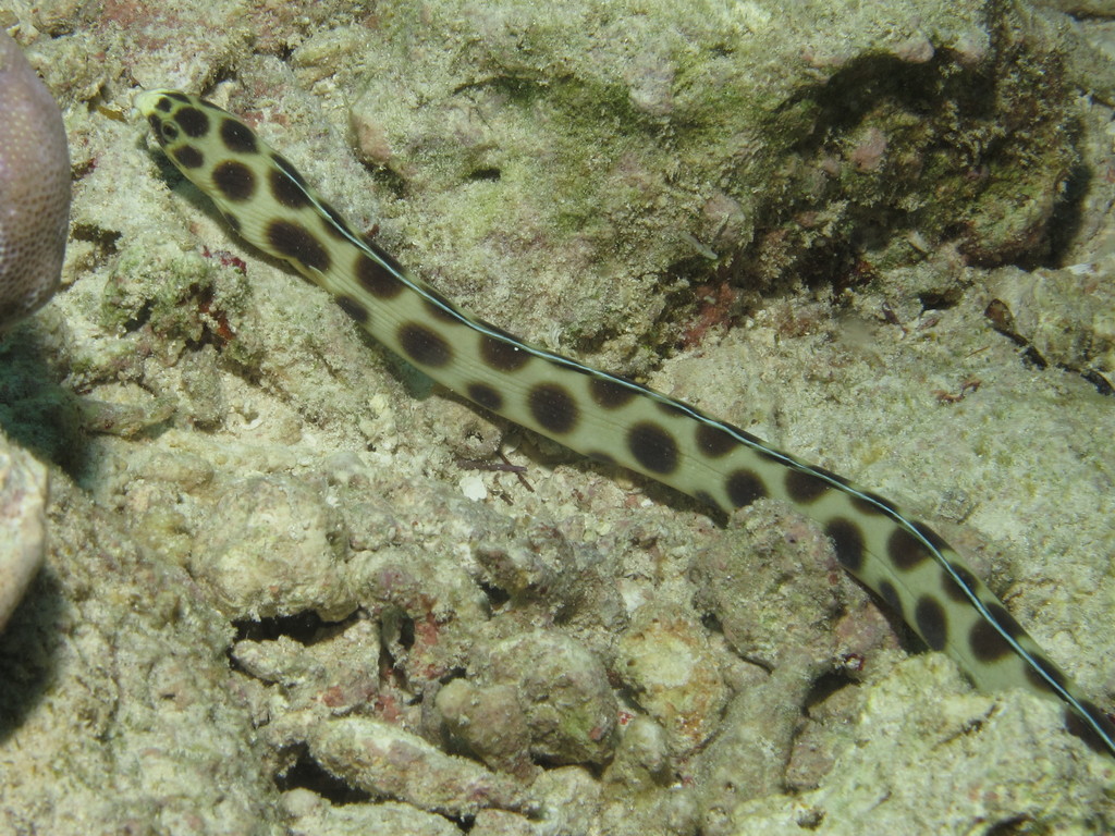 Serpentine à pois