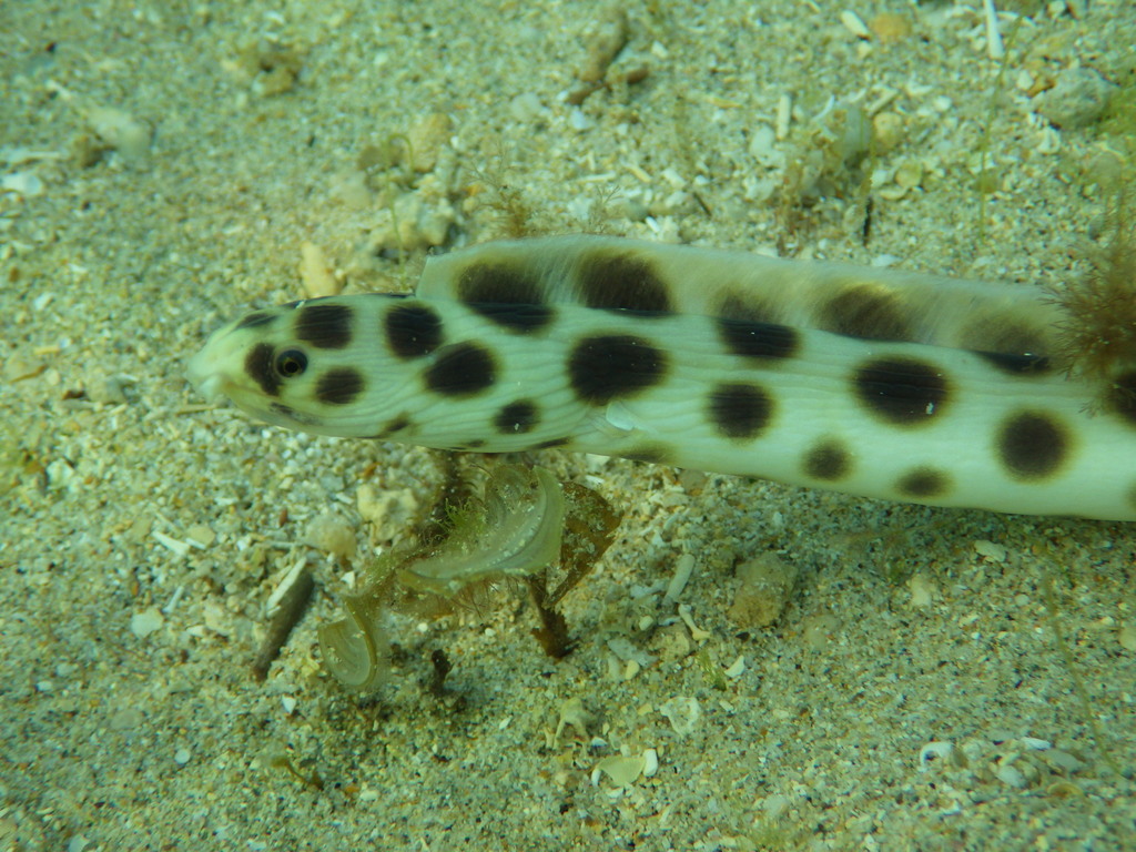 Serpentine à pois