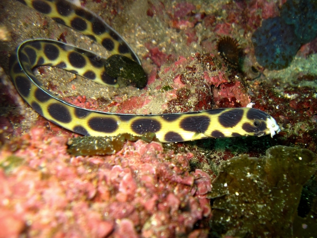 Tiger snake eel