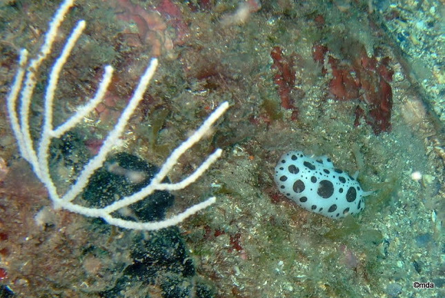 White Gorgonian