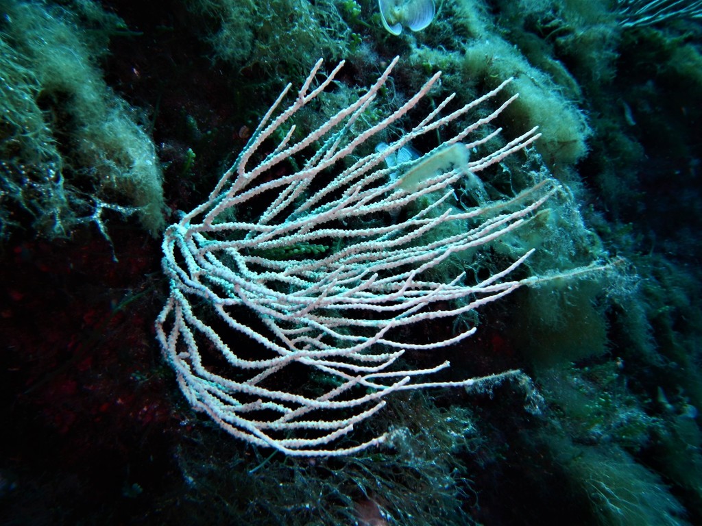 white gorgonian