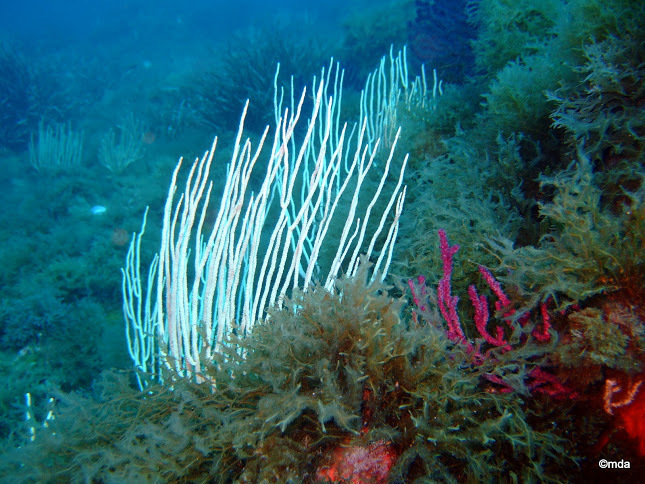 White Gorgonian