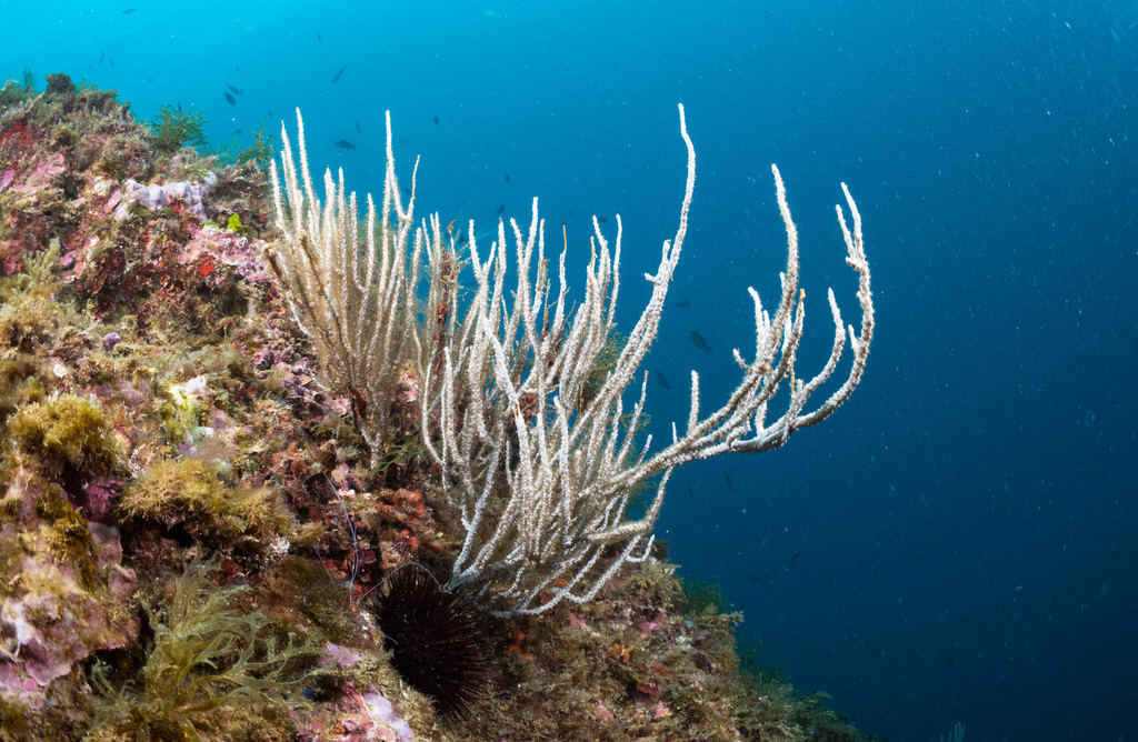 White Gorgonian