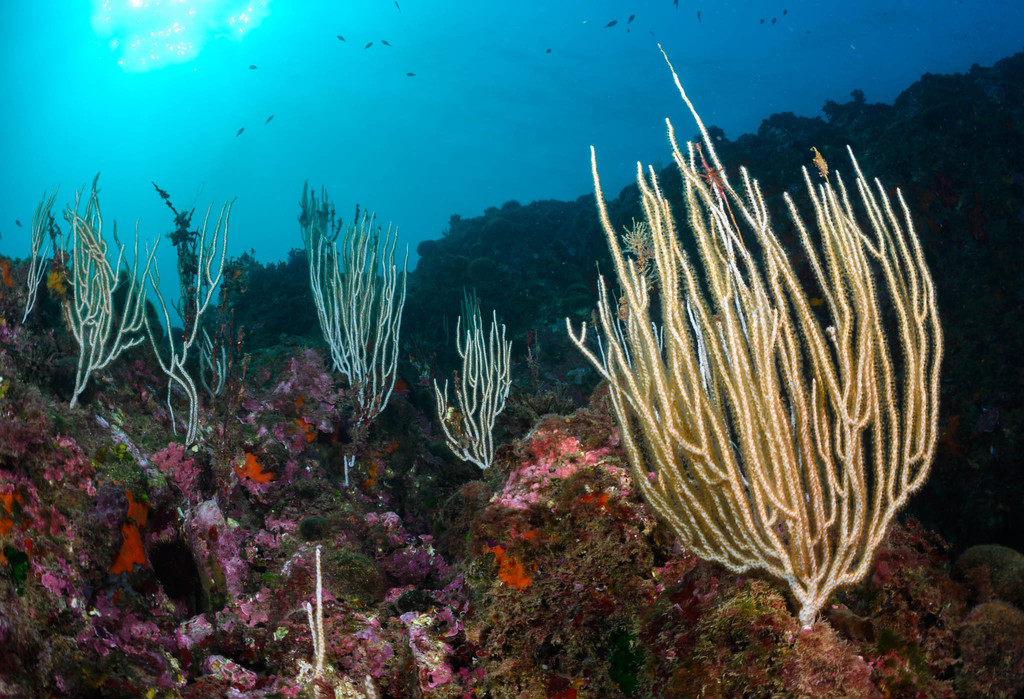 White Gorgonian