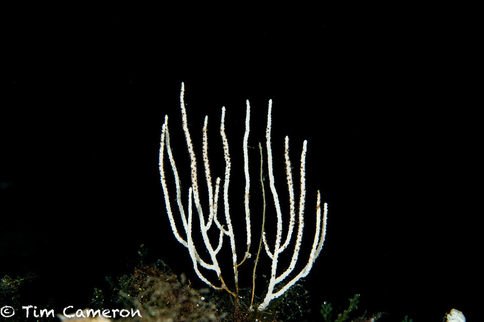 White Gorgonian