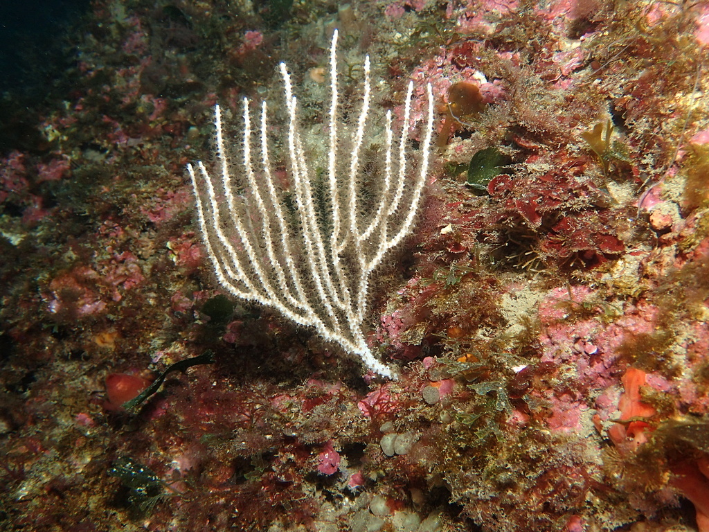White Gorgonian