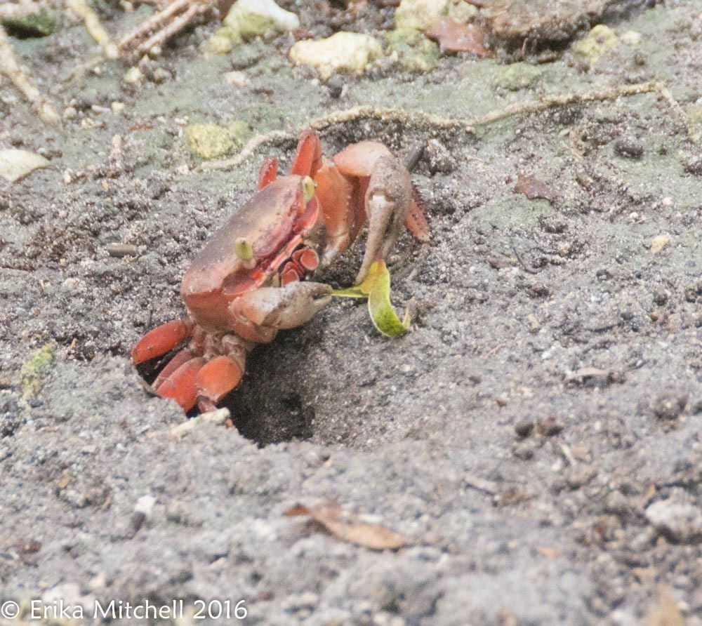 Crabe de terre commun
