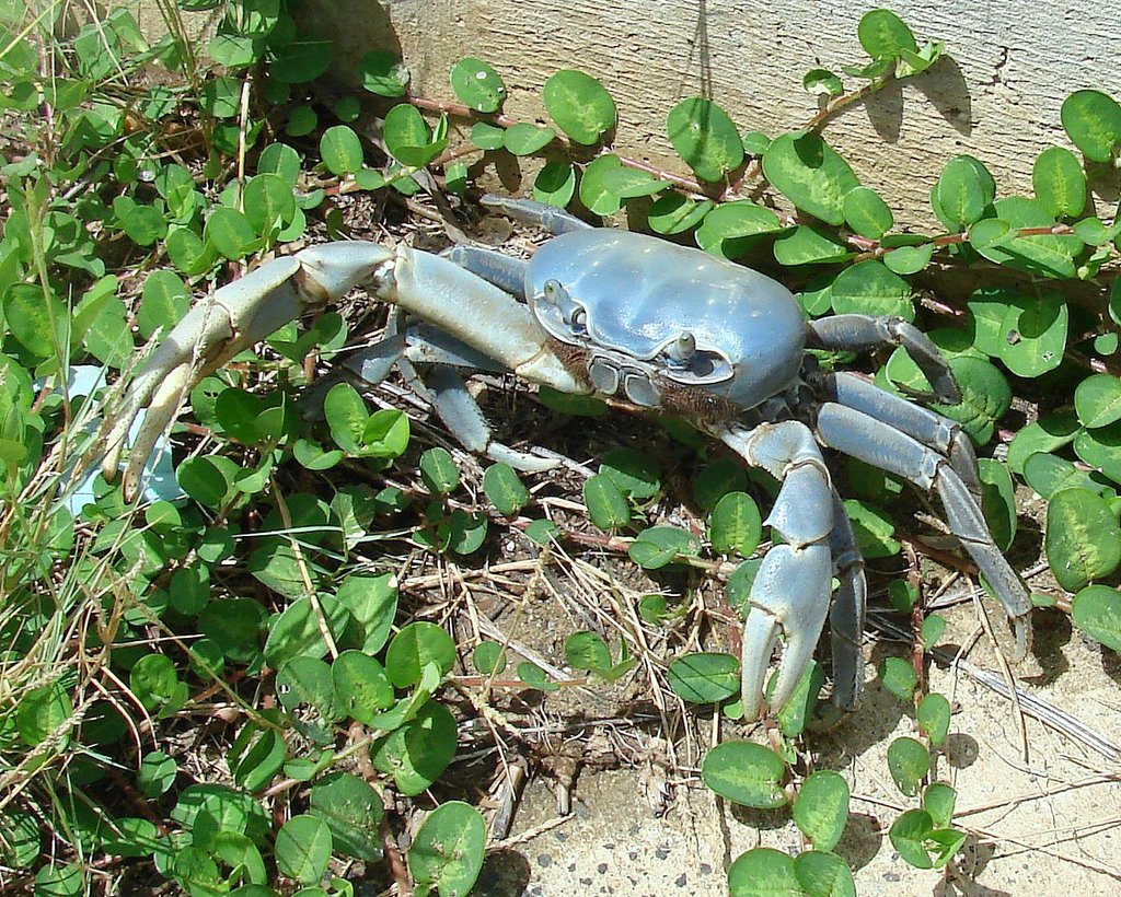 Crabe de terre commun