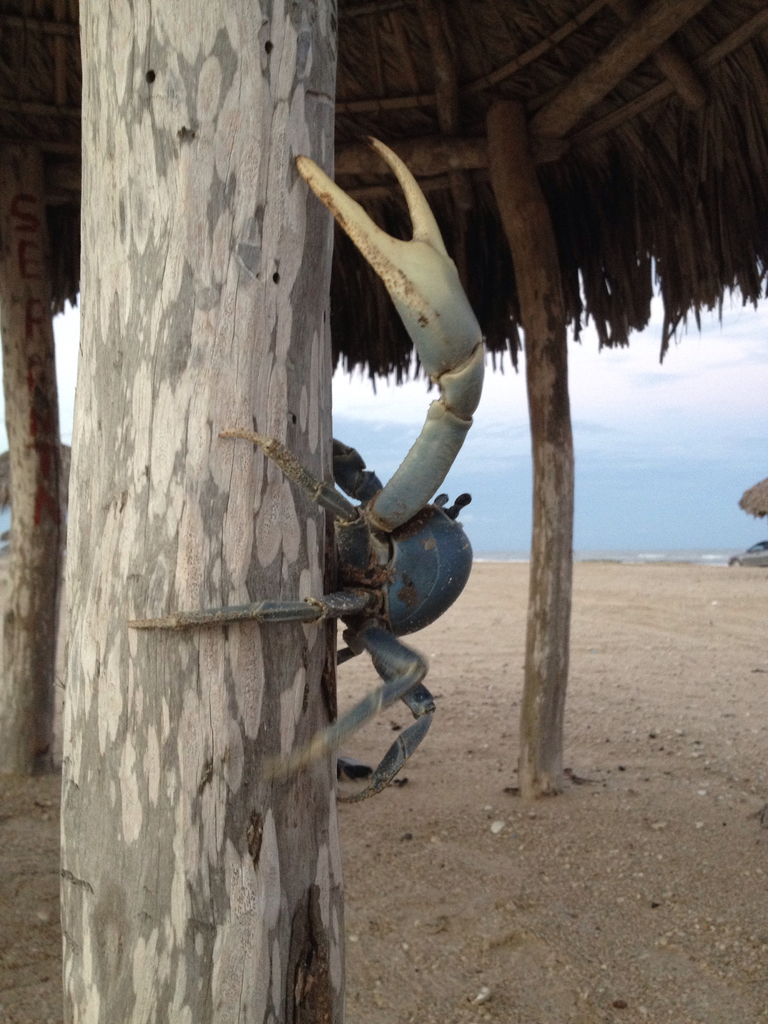 Crabe de terre commun