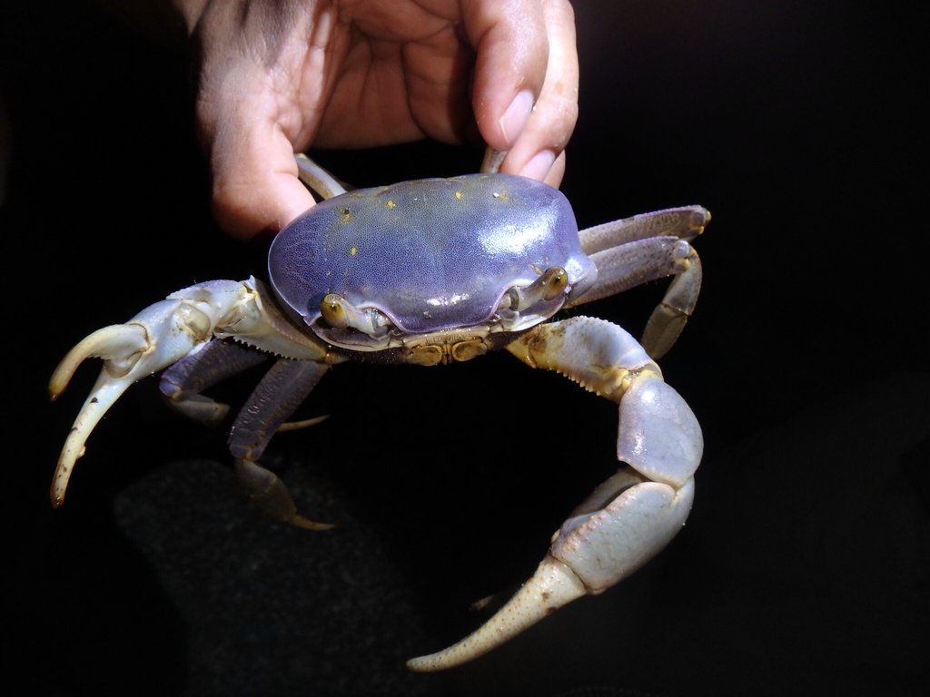 Crabe de terre commun