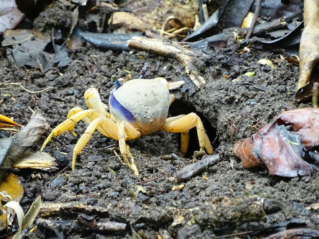 Crabe de terre commun