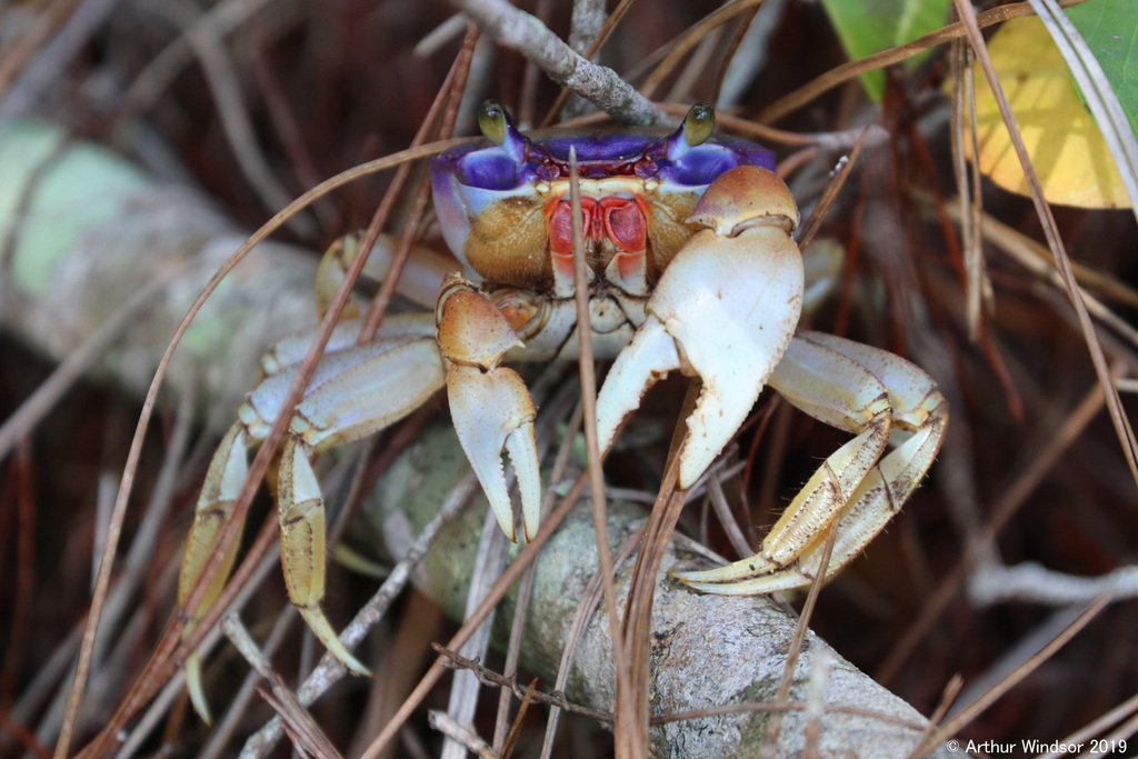 Crabe de terre commun