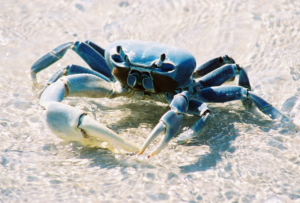 Crabe de terre commun