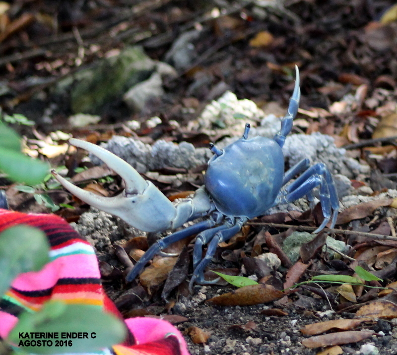 Crabe de terre commun