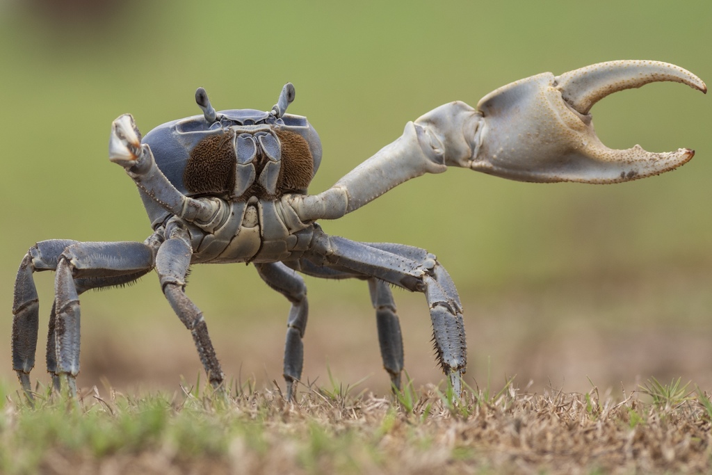 Blue Land Crab