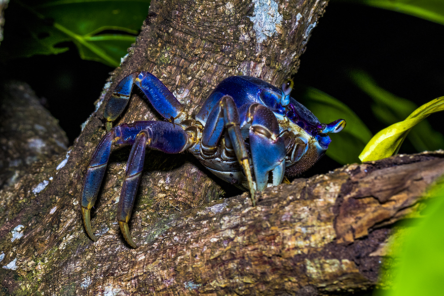 Crabe de terre commun