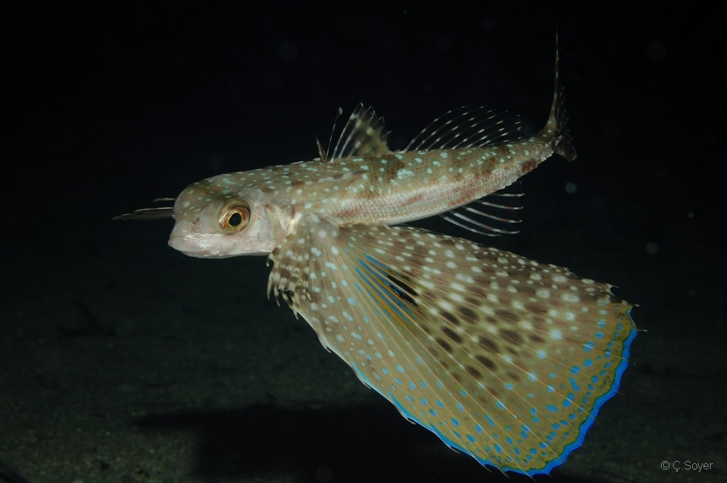 Flying Gurnard
