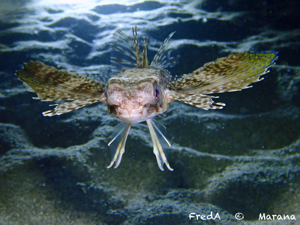 Grondin volant