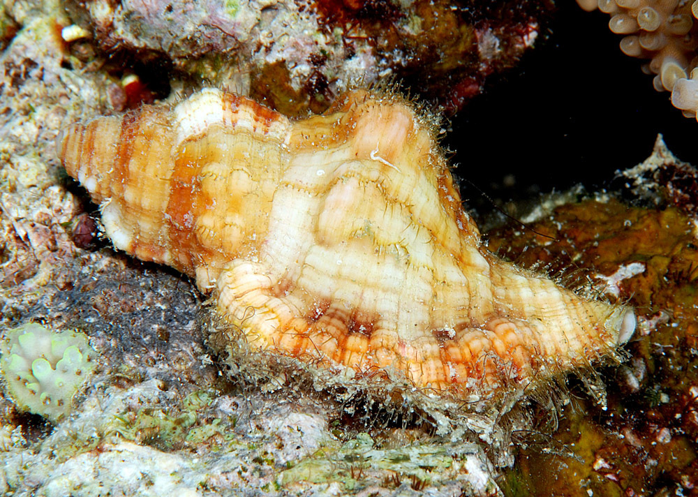 Triton poilu cosmopolite