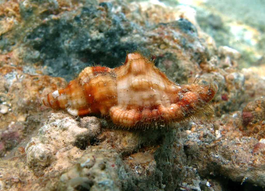 Triton poilu cosmopolite