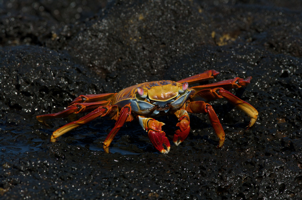 Sally Lightfoot Crab
