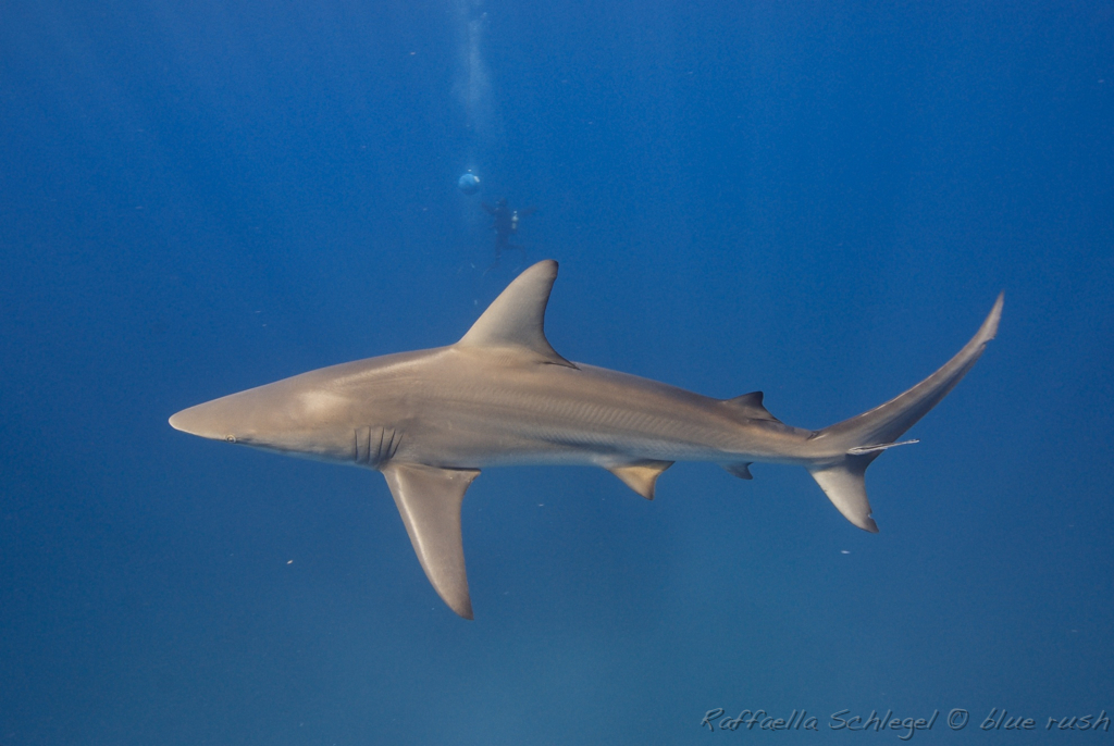 Requin bordé