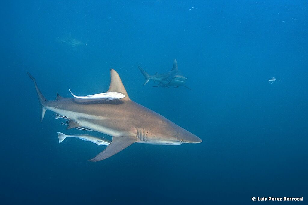 Requin bordé