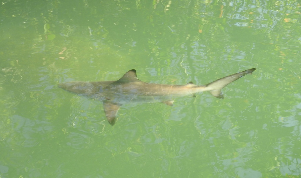 Requin bordé