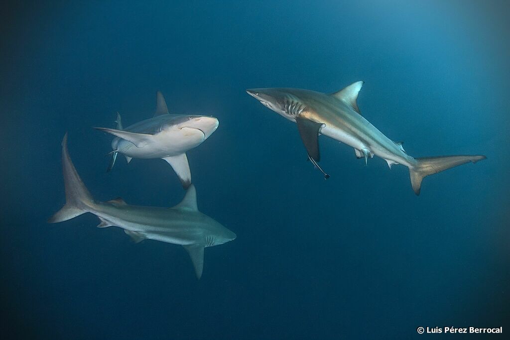Requin bordé