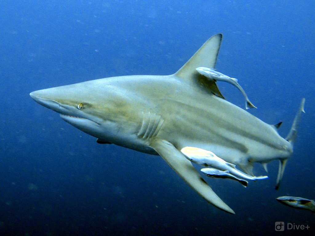 Requin bordé