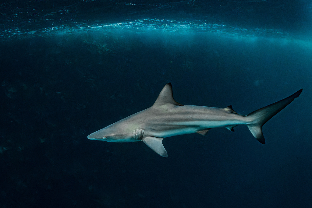 Common Blacktip Shark